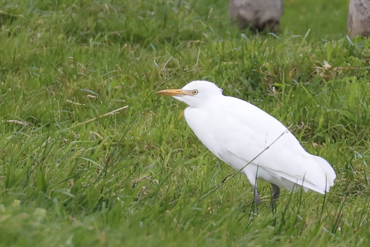 Koereiger (Texel). Foto van Gerda van der Meer.
